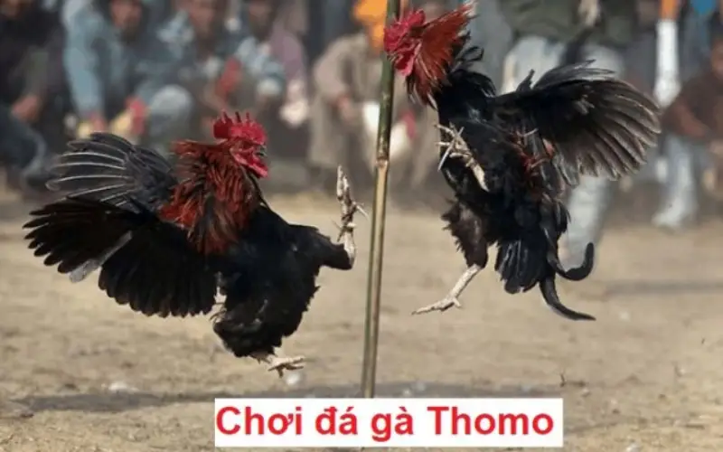 Vì sao đá gà Thomo thu hút lượng lớn người chơi tham gia