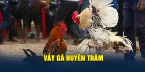 Vảy gà huyền trâm thể hiện sức mạnh